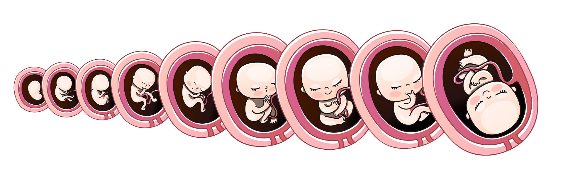 Sarcina pe săptămâni